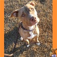 american pit bull puppy posted by Lynsey Tyndall